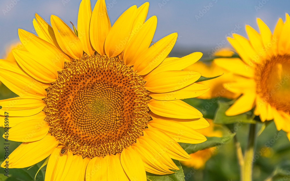 Fleurs de tournesols dans un champs avec la lumière du soleil.	