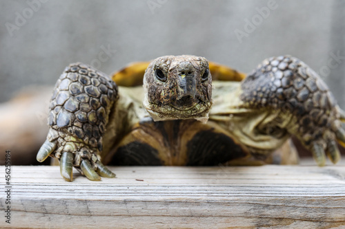 Schildkröte