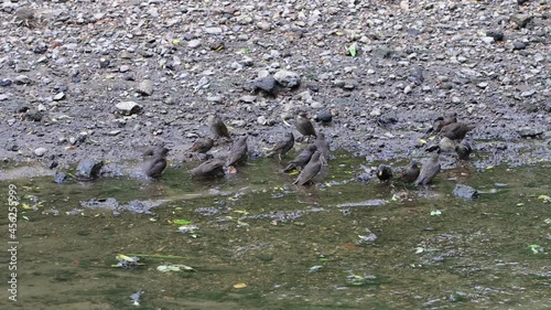 young common starlings bathe in the river Gorodnya in Moscow, Russia