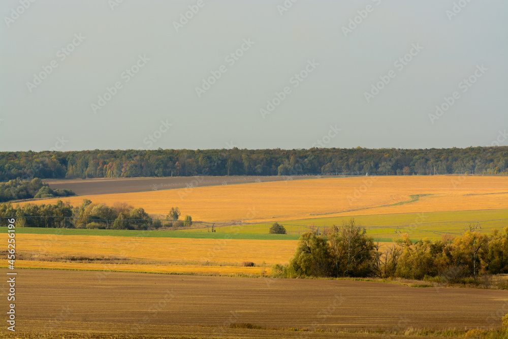 landscape of field with trees