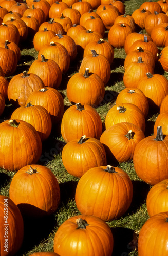 pumpkin patch