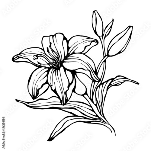 Blooming Lily Flower. Hand Drawn Black Contour Isolated on White. Vector Illustration.