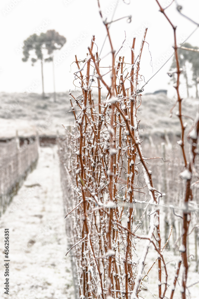 Frozen Vineyard in Santa Catarina - Brazil Frozen Vineyard in Santa Catarina - Brazil