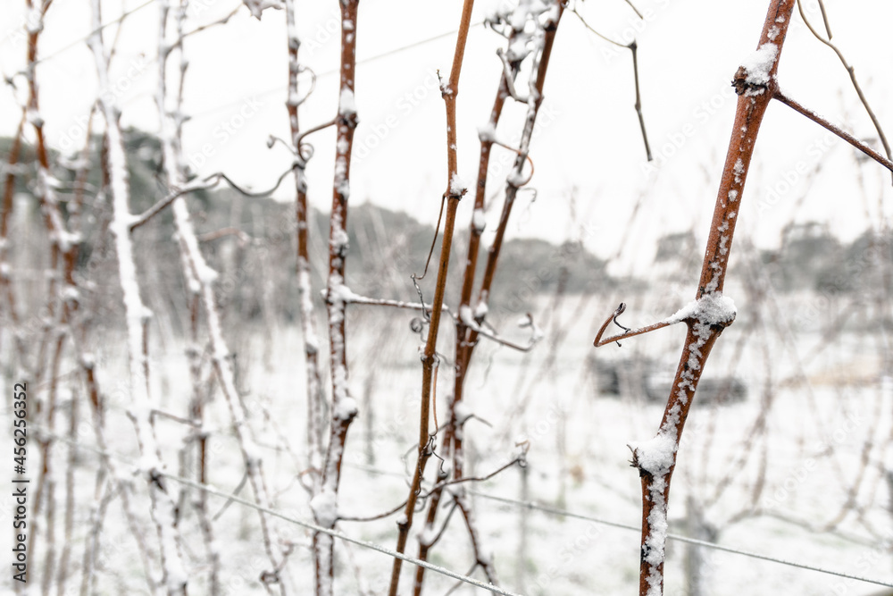 Fototapeta premium Frozen Vineyard in Santa Catarina - Brazil