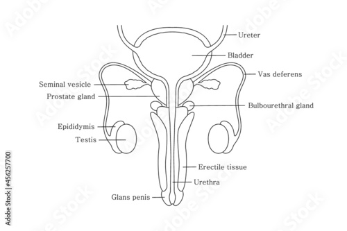 Male reproductive system in line style with cut-away view. Male reproductive organs with descriptions