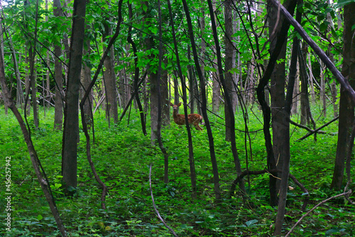 A spotted little young deer looking to the lens at the woods of islands of Boucherville national park hiding behind the high trees, Montreal, QC © Rania