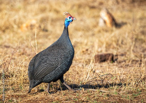 Helmeted guineafowl, photographed in South Africa.