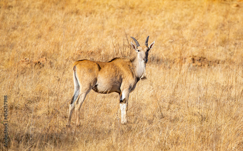 An eland antelope  photographed in South Africa.