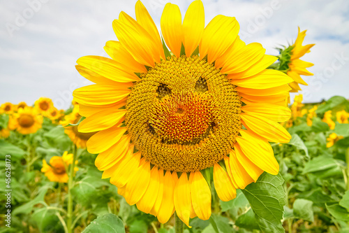 Fleur de tournesol avec un visage avec un sourire. 