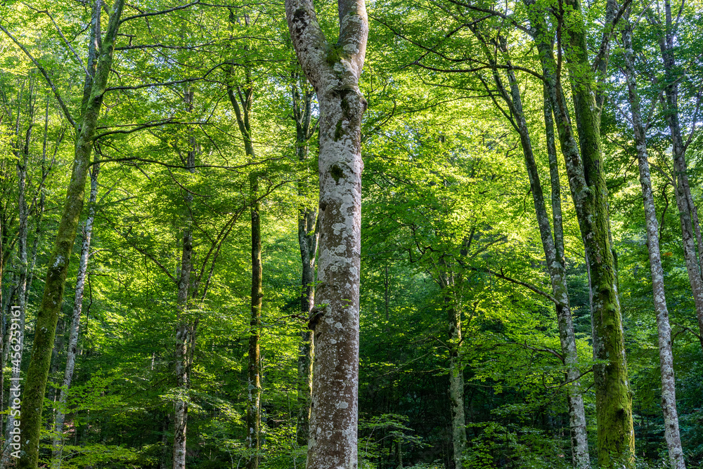 Obraz premium Paisaje de bosque verde oscuro.Hermoso bosque con suelo cubierto de musgo y rayos de sol a través de los árboles