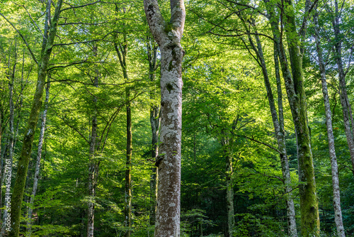 Fototapeta Naklejka Na Ścianę i Meble -  Paisaje de bosque verde oscuro.Hermoso bosque con suelo cubierto de musgo y rayos de sol a través de los árboles