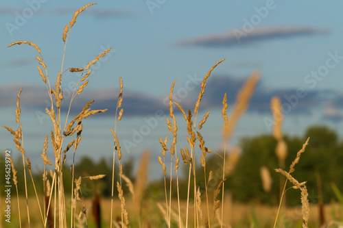 grass in the wind with blue sky