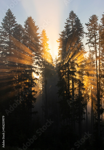 a sunrise seen in the foggy forest