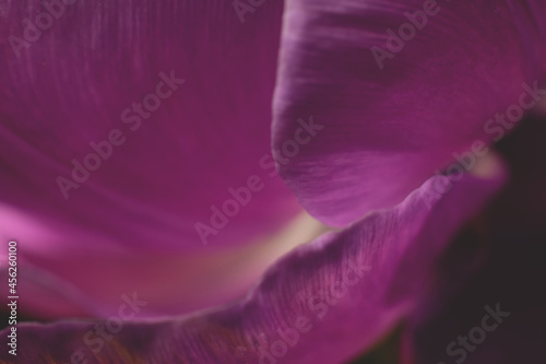 Macro photo of pink delicate tulip flower petals. Floral backdrop close up view