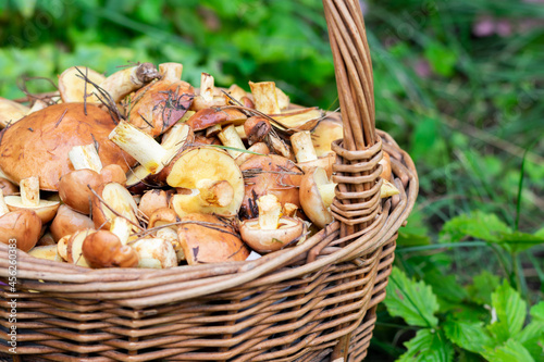 Close up view of basket with lots of wild gathered from pine woods unpeeled butter mushrooms also called as suillus on bright sunlight