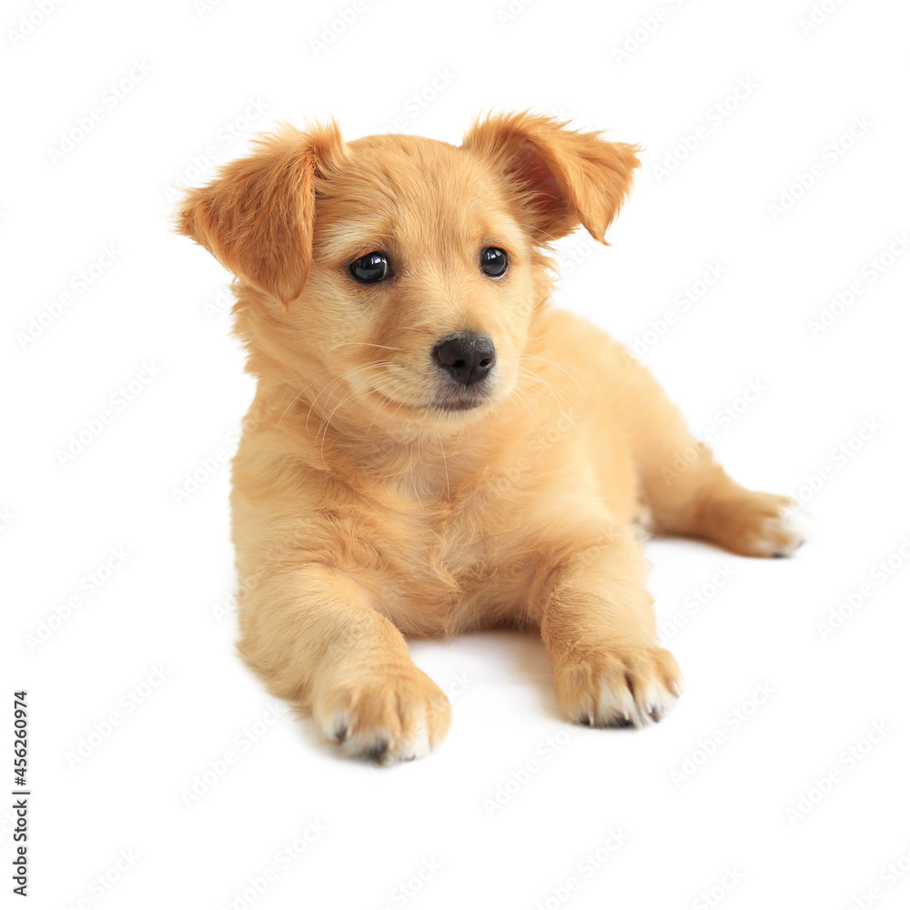 Cute golden retriever mixed-breed puppy isolated on white Cute golden retriever mixed-breed puppy isolated on white