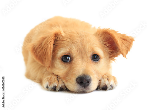 Cute golden retriever mixed-breed puppy isolated on white