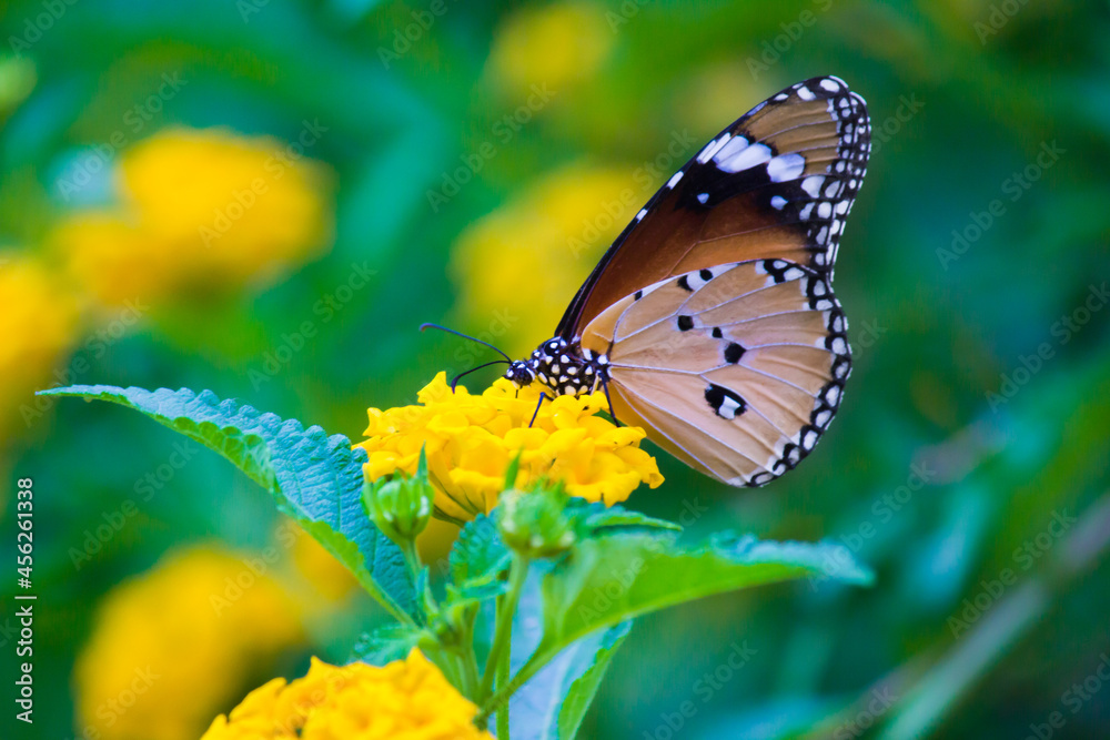 Obraz premium Plain Tiger Danaus chrysippus butterfly drinking nectar the flower plant in natures green background 