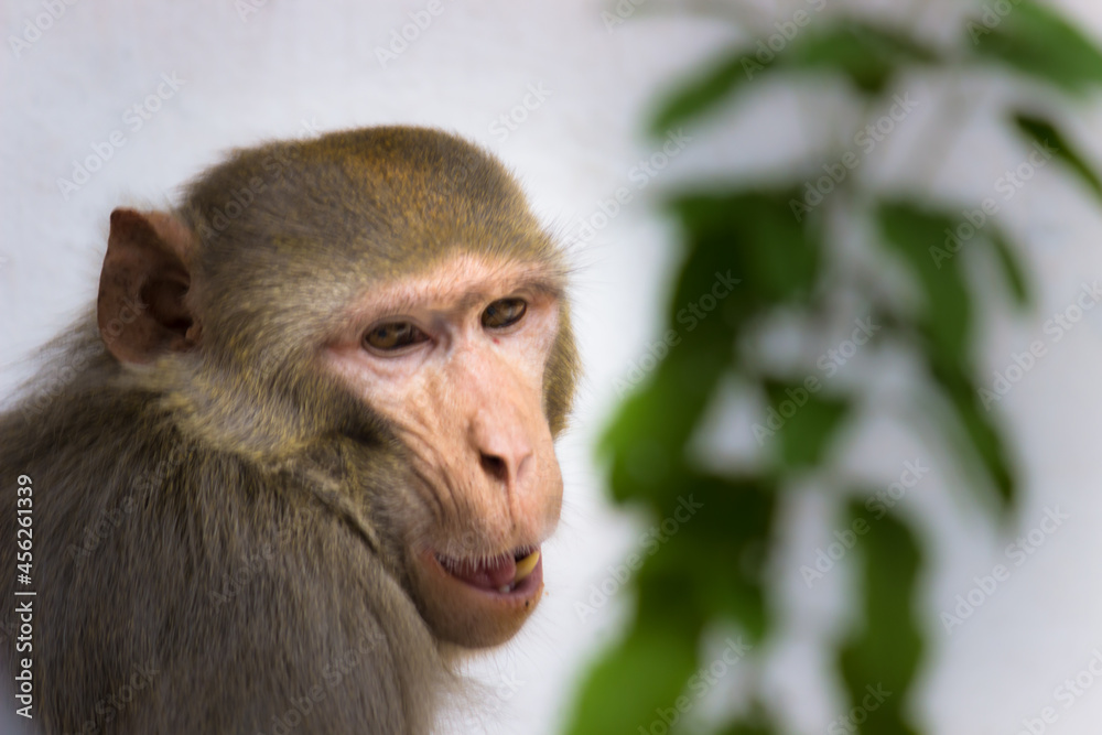 Rhesus macaques monkey are familiar brown primates or apes with red faces and rears are also know as Macaca or Mullata Rhesus macaques monkey are familiar brown primates or apes with red faces and rears are also know as Macaca or Mullata