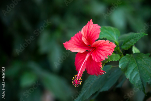 Hibiscus flower in the mallow family, Malvaceae. Hibiscus rosa-sinensis, known as the Shoe Flower or colloquially as Chinese hibiscus, China rose, Hawaiian hibiscus, rose mallow  and shoe black plant  © Robbie Ross
