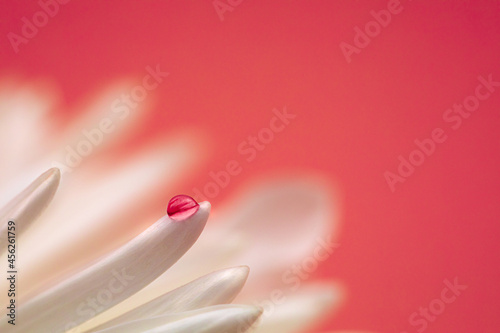 Close-up of a water droplet on a flower petal