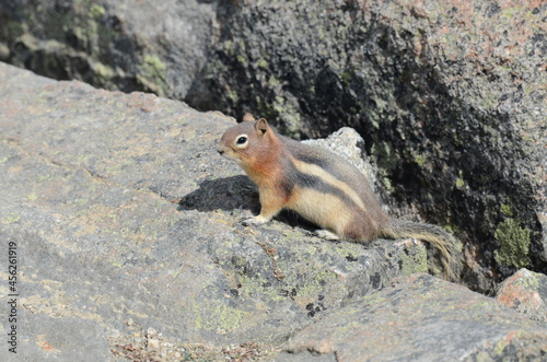 squirrel on Whistlers Mount on summer in Jasper National Park, Alberta, Canada