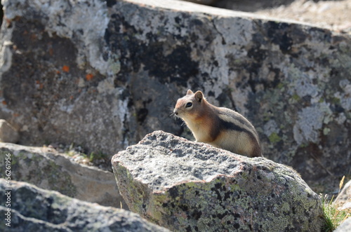 squirrel on Whistlers Mount on summer in Jasper National Park, Alberta, Canada