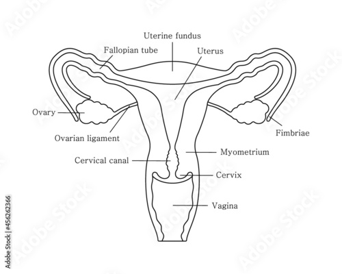 Female reproductive system in line style. Reproductive system with organs descriptions