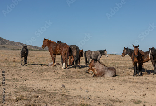 Wild Horses in Spring in the Utah Desert