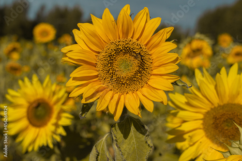 Sunflower flowers in the field. Beautiful  natural background. Postcard concept. ... Congratulations.