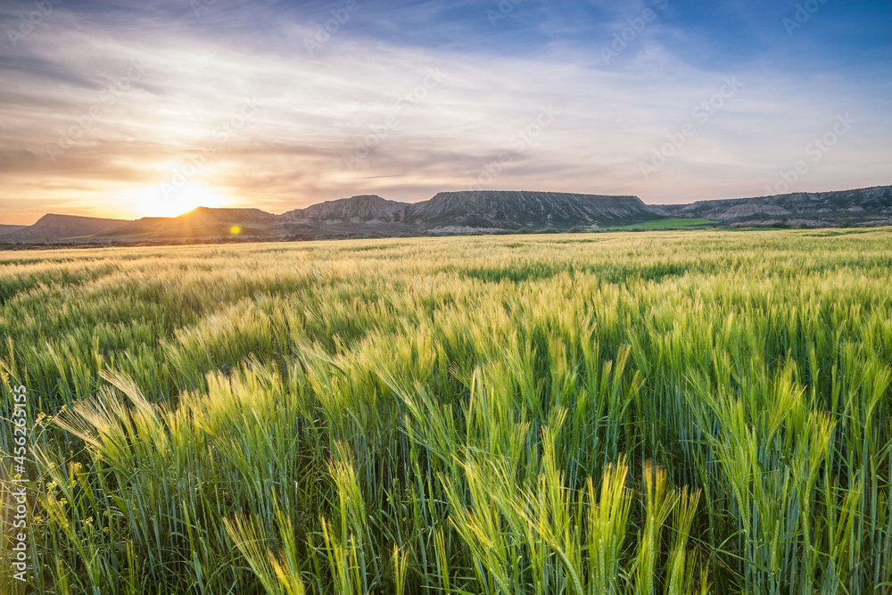 sunset over green wheat field