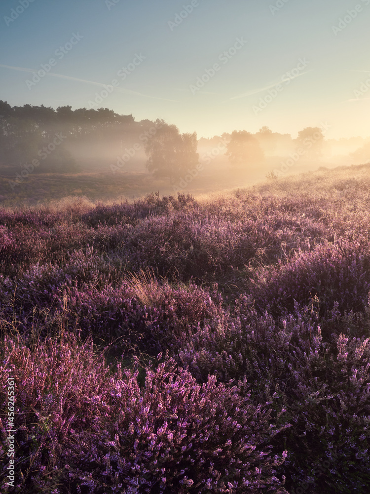 A wonderful sunrise on the misty moor. Westruper Heide nature reserve in the German town of Haltern am See. Landscape photography.