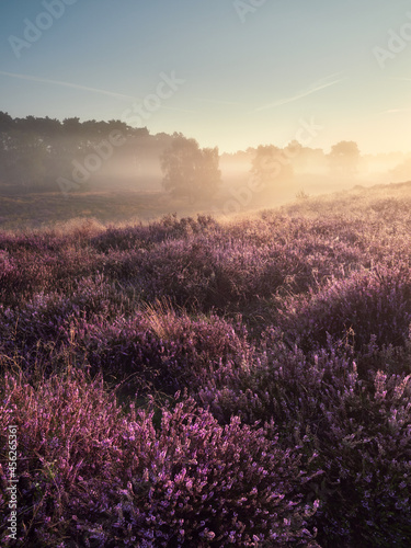A wonderful sunrise on the misty moor. Westruper Heide nature reserve in the German town of Haltern am See. Landscape photography.