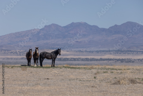 Wild Horses in Spring in the Utah Desert