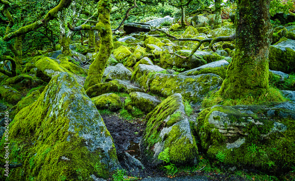 Wistman's Wood National Nature Reserve - mystic high-altitude oakwood on valley of the West Dart River, Dartmoor, Devon, United Kingdom Wistman's Wood National Nature Reserve - mystic high-altitude oakwood on valley of the West Dart River, Dartmoor, Devon, United Kingdom