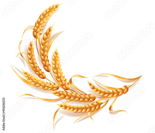 Composition of ears of ripe cereals. Vector illustration isolated on white background.