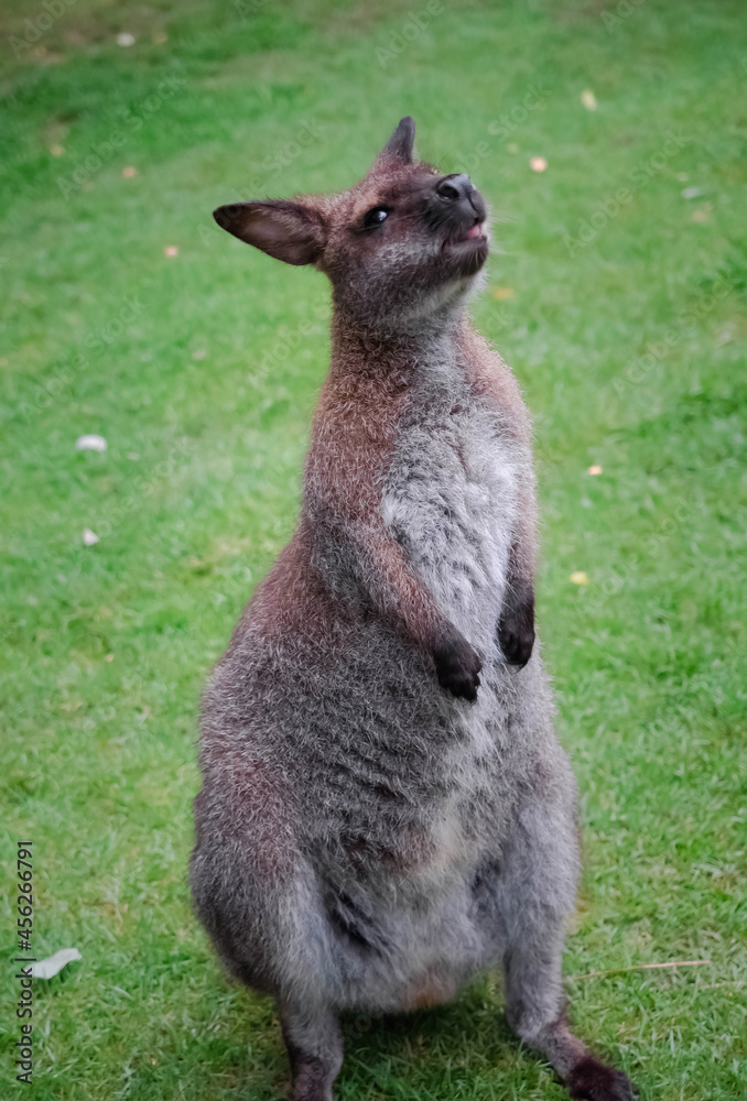 closeup standing cute little kangaroo in green grass field closeup standing cute little kangaroo in green grass field