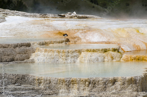 thermal springs and limestone formations at mammoth hot springs in Wyoming in America photo