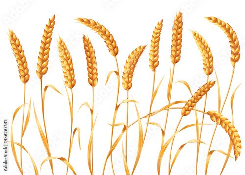 Set of 12 long ears of ripe wheat. Vector illustration isolated on white background.