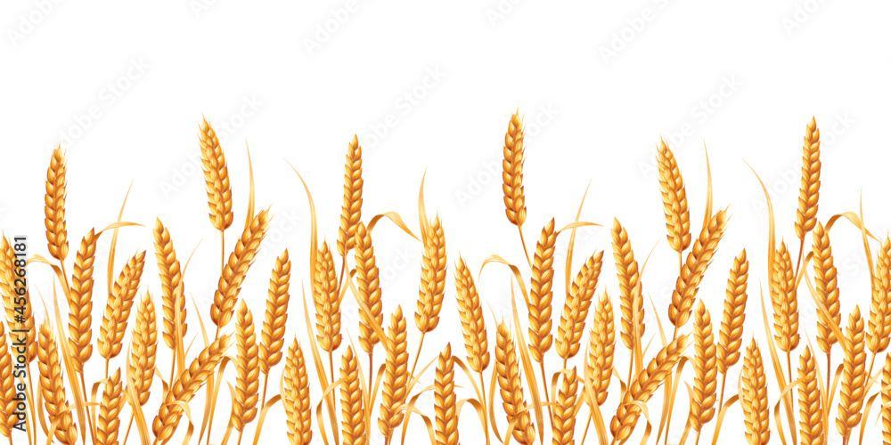 A lot of golden ears of wheat. Vector illustration isolated on white background. A lot of golden ears of wheat. Vector illustration isolated on white background.
