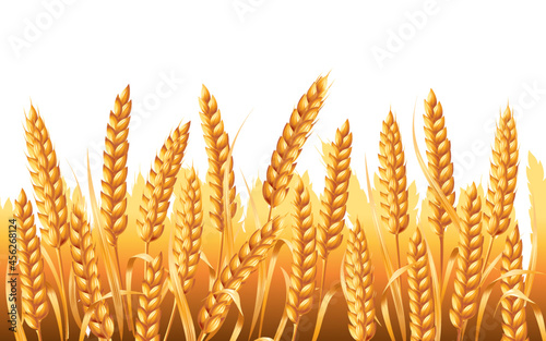Wheatfield with golden ears. Vector illustration isolated on white background.