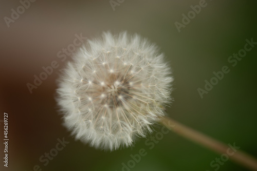dandelion flower of the field