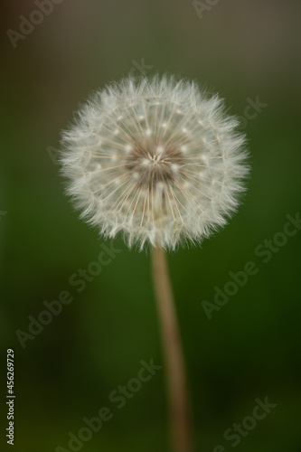 dandelion flower of the field