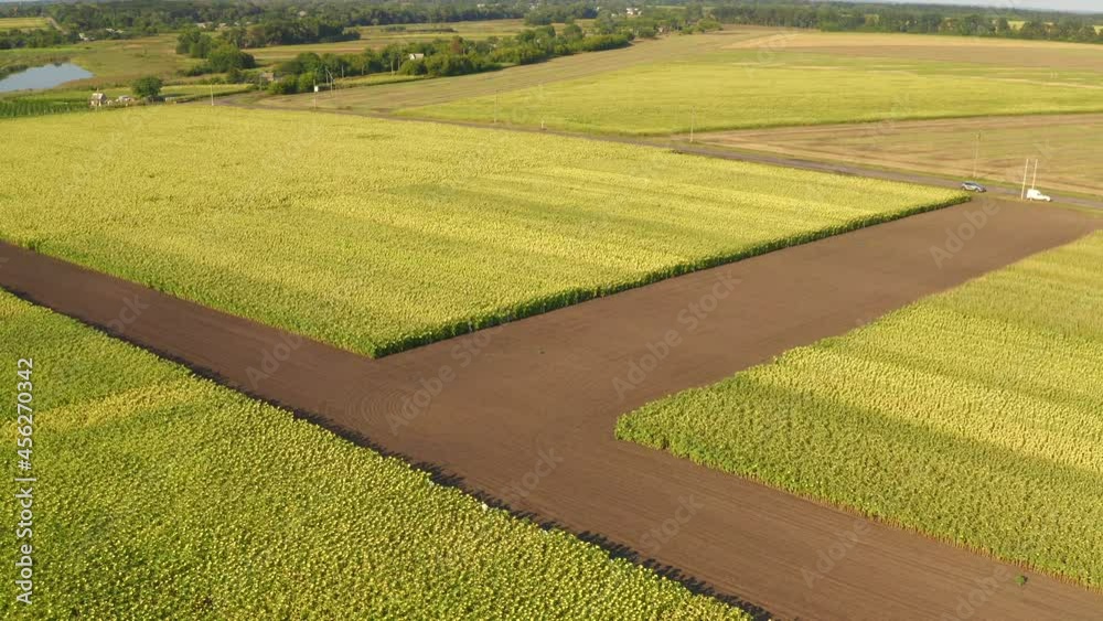 Sunflower Fields. Harvest. Agrarian. Aerial photography. Sunflower Fields. Harvest. Agrarian. Aerial photography.