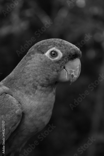 black and white parrot nursery birds
