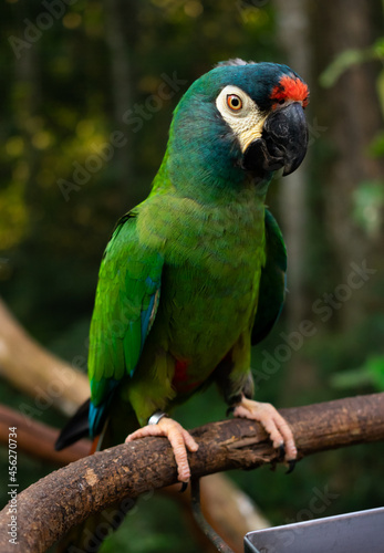 colorful parakeets parrots profile pictures 