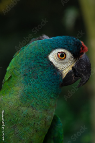 colorful parakeets parrots profile pictures  © Heloisa