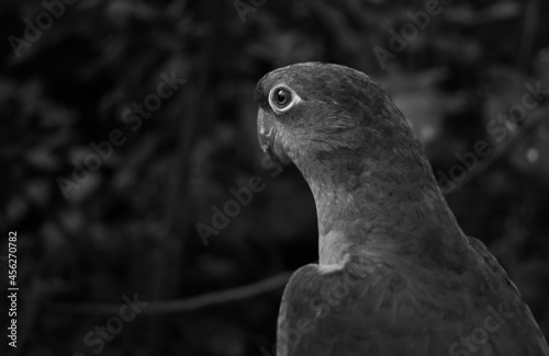parrot black and white free