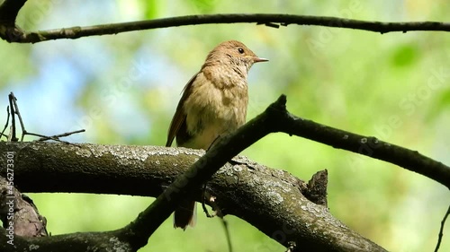 thrush nightingale sitting on a branch and singing photo