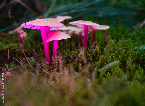 Colorful glowing mushtoom growing in nature. Fantasy, dream and psychedelic concept. Magical world of mushrooms. photo